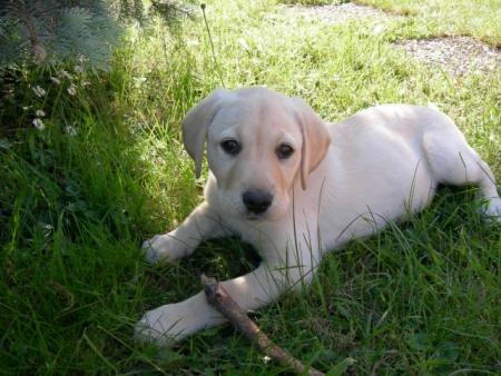 le chien a camille